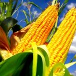 صادرات البرازيل من الذرة تسجل 3 ملايين طن في الأسبوعين الأولين من أغسطس