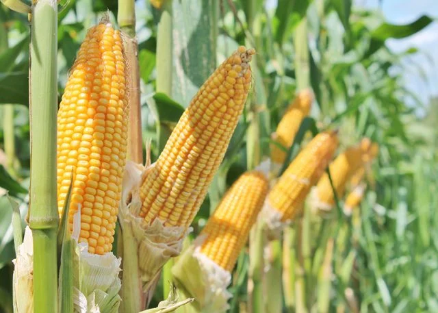 AgRural: الانتهاء من حصاد 83% من محصول الذرة الثاني في وسط جنوب البرازيل
