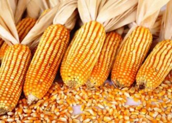 واردات الصين من الذرة البرازيلية تسجل 2.23 مليون طن في الـ7 أشهر الأولى من 2023