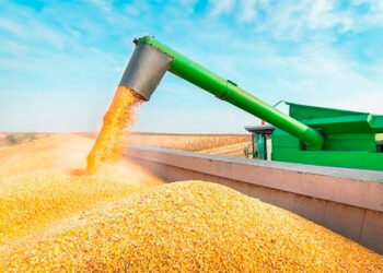 ارتفاع طفيف في إنتاج الأرجنتين من الذرة ليسجل 55 مليون طن خلال موسم 2023-24