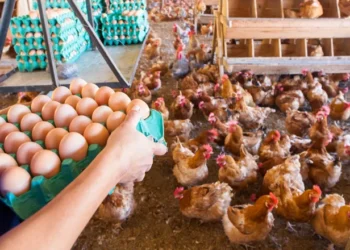 أسعار الدواجن والبيض والكتاكيت اليوم الإثنين 14-8-2023