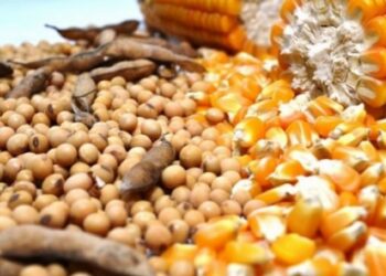 Anec: ارتفاع صادرات البرازيل من فول الصويا والذرة في يوليو