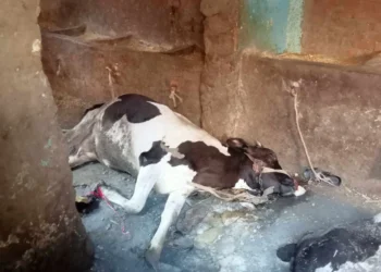 نفوق 3 مواشى إثر حريق هائل بالغربية