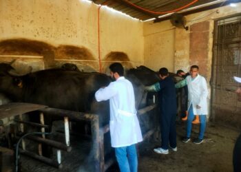 "التناسليات الحيوانية" يواصل تدريب طلاب الجامعات على التلقيح الاصطناعي والتكاثر ونقل الأجنة