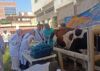 علاج وفحص أكثر من ٦٥٠٠ رأس ماشية مجانا لصغار المربين بدمياط