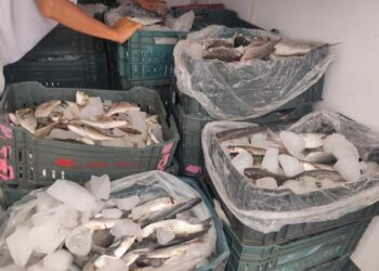 جهاز حماية البحيرات وتنمية الثروة السمكية يشارك في قافلة السلع الغذائية لشمال سيناء