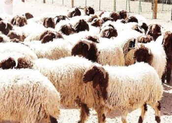 غدا.. انطلاق الحملة القومية للتحصين ضد مرض طاعون المجترات الصغيرة "الماعز والأغنام"