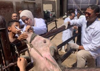 بيطري المنيا تنظم قافلة مجانية لدعم الثروة الحيوانية بنزلة النخل
