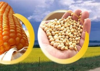 "سلال الإيرانية" تطرح مناقصة لشراء 180 ألف طن الذرة و120 ألف طن من كسب الصويا