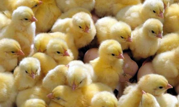 المنصورة للكتاكيت: خروج قطعان الأمهات والبياض سبب وصول سعر الكتكوت نحو 27 جنيه