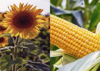 بلغاريا تصوت لصالح رفع الحظر المؤقت عن الواردات الأوكرانية