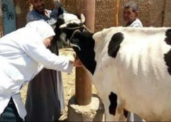 مدير «بيطري الأقصر» يتابع أعمال التحصينات ضد الحمى القلاعية والوادي المتصدع