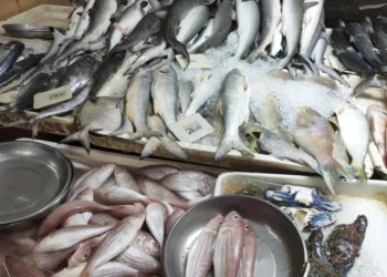 أسعار الأسماك
