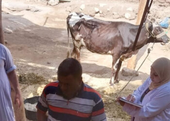 بيطري قنا: مناظرة 567 رأس ماشية خلال قافلة مجانية بقرية المنيرة