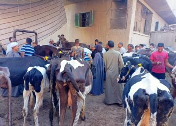 جامعة بنها تطلق قافلة بيطرية إلى قرية سنديون بقليوب