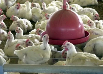 الزراعة البرازيلية تعلن إصابة جديدة بأنفلونزا الطيور.. والإجمالي يرتفع لـ135 حالة