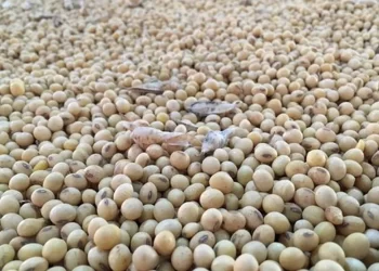 AgRural: زراعة فول الصويا في البرازيل تصل إلى 17٪ لموسم 2023/24
