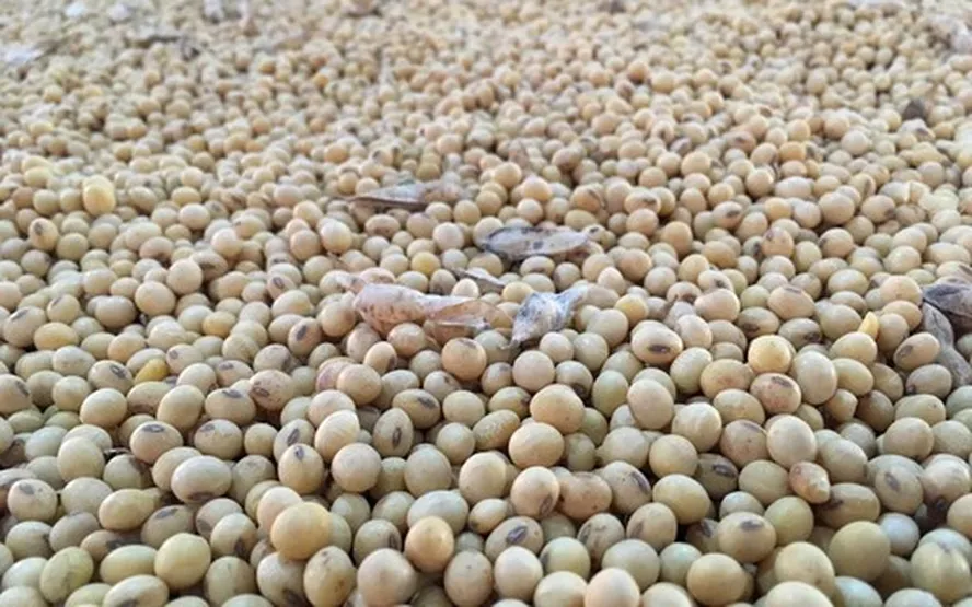 AgRural: زراعة فول الصويا في البرازيل تصل إلى 17٪ لموسم 2023/24