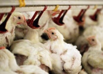 بولندا تعلن تفشي فيروس أنفلونزا الطيور H5N1 بين الدواجن