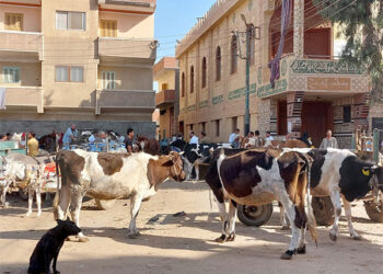بيطري الغربية: تقديم الخدمات البيطرية لـ3156 طائرًا وحيوانًا خلال قافلة في مركز "قطور"