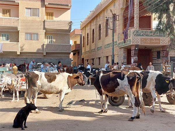 بيطري الغربية: تقديم الخدمات البيطرية لـ3156 طائرًا وحيوانًا خلال قافلة في مركز "قطور"