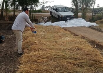 الزراعة: منظومة تدوير قش الأرز نجحت في توفير 310 طن أعلاف غير تقليدية