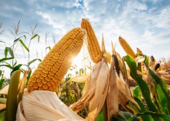 كوناب: زراعة 37.2% من محصول الذرة الأول في البرازيل لموسم 2023/24