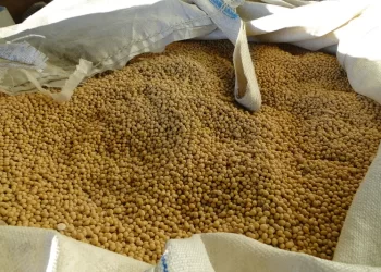 خاص| الوادي: انخفاض حاد في حجم الطلب على الأعلاف يدفع أسعار الذرة للتراجع