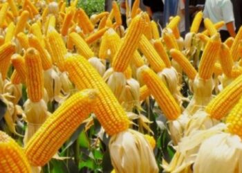 بوينس آيرس: زراعة الذرة في الأرجنتين تصل إلى 13.9% لموسم 2023/24
