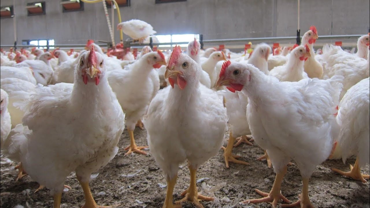 الصالحية للدواجن: إلزام المربين بسعر 65 جنيه للكيلو سيخلق سوق سوداء للفراخ
