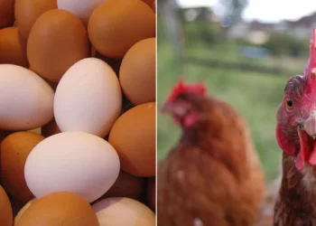 أسعار الدواجن والكتاكيت والبيض في المزارع اليوم الأحد