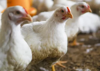 اليابان ترفع الحظر عن واردات الطيور الحية من ولاية سانتا كاتارينا البرازيلية