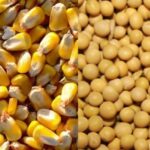 الزراعة الأمريكية: اكتمال حصاد 81% من محصول الذرة و91% فول الصويا بالولايات المتحدة