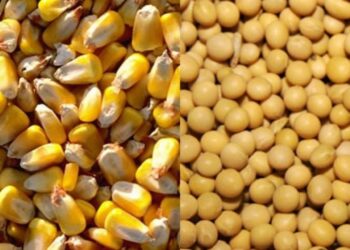 الزراعة الأمريكية: اكتمال حصاد 81% من محصول الذرة و91% فول الصويا بالولايات المتحدة
