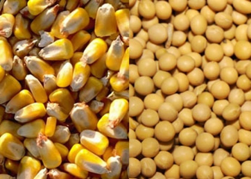 الزراعة الأمريكية: اكتمال حصاد 81% من محصول الذرة و91% فول الصويا بالولايات المتحدة
