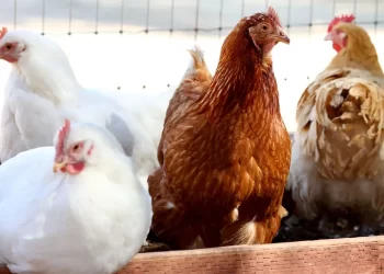 إيطاليا تسجل تفشي أنفلونزا الطيور في مزرعة دواجن