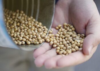 كوريا الجنوبية تلغي مناقصة لشراء 50 ألف طن من فول الصويا