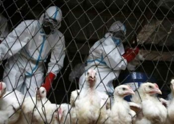 المكسيك تعلن أول ظهور لفيروس أنفلونزا الطيور H5N1 في مزرعة دواجن