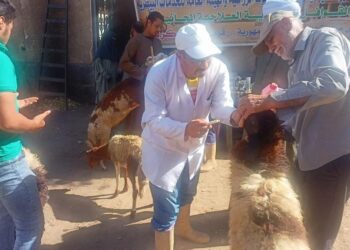 علاج وفحص أكثر من 4000 رأس ماشية مجانا لصغار المربين بأسوان