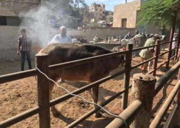 بيطري كفر الشيخ تطلق قافلة بيطرية للكشف على الحيوانات والطيور بمركز قلين