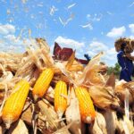 إنتاج الفلبين من الذرة يسجل 2.46 مليون طن في الربع الثالث من 2023