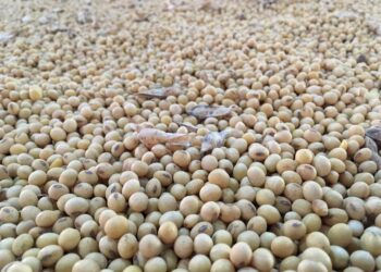 AgRural: اكتمال زراعة 61% من فول الصويا في البرازيل لعام 2023/2024