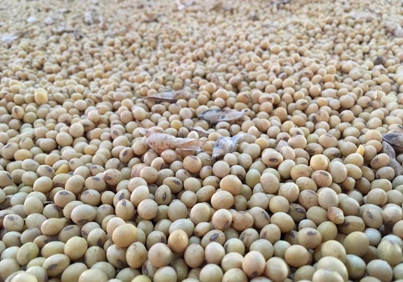 AgRural: اكتمال زراعة 61% من فول الصويا في البرازيل لعام 2023/2024