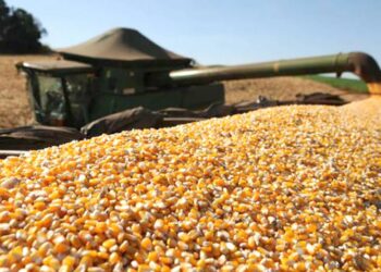 الولايات المتحدة تبيع 748.1 ألف طن ذرة من حصاد 2023/24