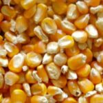 صادرات الولايات المتحدة الأسبوعية من الذرة تسجل 535 ألف طن