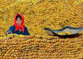 KFA الكورية تطرح مناقصة دولية لشراء 136000 طن من الذرة