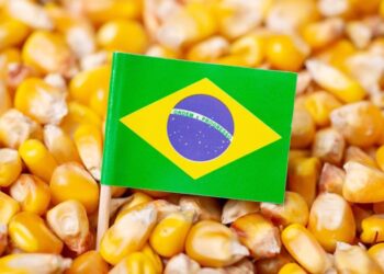 Anec تخفض توقعات تصدير الذرة في البرازيل إلى 7.96 مليون طن في نوفمبر