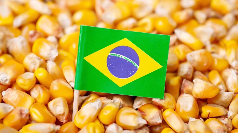 Anec تخفض توقعات تصدير الذرة في البرازيل إلى 7.96 مليون طن في نوفمبر