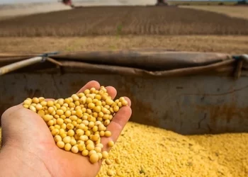 الزراعة الأمريكية: بيع 86.4 ألف طن كسب فول الصويا من حصاد 2023/24 خلال أسبوع