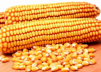 الزراعة الأمريكية: الولايات المتحدة تبيع 1.81 مليون طن ذرة من حصاد 2023/24